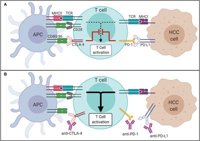 Lessons From Immune Checkpoint Inhibitor Trials in Hepatocellular Carcinoma